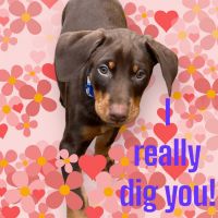 Doberman Pinscher Puppies for sale in Pittsburgh, Pennsylvania. price: NA