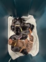 Doberman Pinscher Puppies for sale in Coral Springs, Florida. price: $1,500
