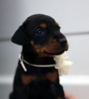 Doberman Pinscher Puppies for sale in Orlando, Florida. price: $1,700
