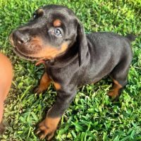 Doberman Pinscher Puppies for sale in West Palm Beach, Florida. price: NA