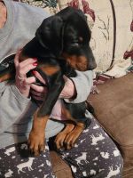 Doberman Pinscher Puppies for sale in Toms River, New Jersey. price: $1,700