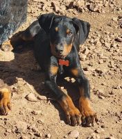 Doberman Pinscher Puppies for sale in Show Low, Arizona. price: $1,000