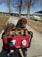 Doberman Pinscher Puppies for sale in Huntsville, Alabama. price: $1,200