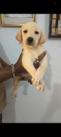 Doberman Pinscher Puppies for sale in Kolkata, West Bengal. price: 8,000 INR