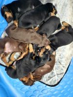 Doberman Pinscher Puppies for sale in Fort Wayne, Indiana. price: $2,000