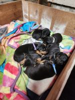Doberman Pinscher Puppies for sale in South El Monte, California. price: $600