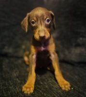 Doberman Pinscher Puppies for sale in 511 4th Ave, Hinton, WV 25951, USA. price: $900