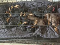 Doberman Pinscher Puppies for sale in Pensacola, Florida. price: $2,000