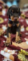 Doberman Pinscher Puppies for sale in Huntsville, Alabama. price: $1,000