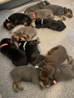 Doberman Pinscher Puppies for sale in Wilson, NC, USA. price: $2,000