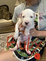Dogo Argentino Puppies for sale in Los Angeles, CA, USA. price: NA