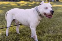 Dogo Argentino Puppies for sale in Harrisburg, PA, USA. price: NA