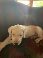 Dogo Argentino Puppies for sale in Palmerton, PA, USA. price: NA