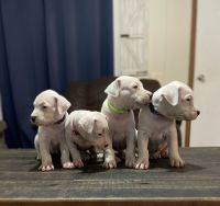 Dogo Argentino Puppies for sale in Loranger, LA 70446, USA. price: NA