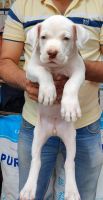 Dogo Argentino Puppies for sale in Pune, Maharashtra, India. price: 25000 INR