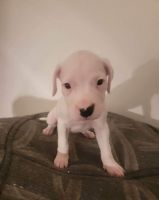 Dogo Argentino Puppies for sale in Littleton, CO, USA. price: NA