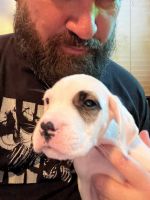 Dogo Argentino Puppies for sale in Roseville, CA, USA. price: NA
