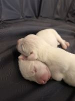 Dogo Argentino Puppies for sale in Bakersfield, CA, USA. price: NA