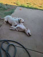 Dogo Argentino Puppies for sale in Odessa, TX 79765, USA. price: NA