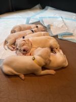 Dogo Argentino Puppies for sale in Fresno, California. price: $2,800