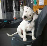 Dogo Argentino Puppies for sale in Anchorage, Alaska. price: $500