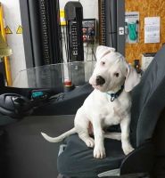 Dogo Argentino Puppies for sale in Johnson City, Kentucky. price: $800