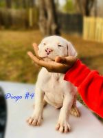 Dogo Cubano Puppies for sale in Mesquite, TX, USA. price: NA