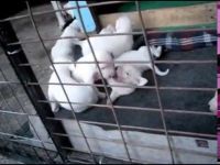 Dogo Cubano Puppies for sale in Krishnarajapura, Bengaluru, Karnataka, India. price: 70000 INR