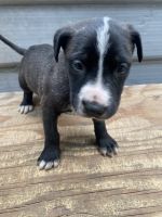 Dogo Cubano Puppies for sale in Belmont, CA, USA. price: NA