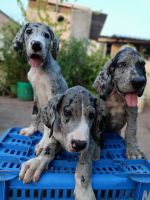 Dogo Cubano Puppies Photos