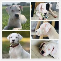 Dogo Cubano Puppies for sale in West Palm Beach, FL 33415, USA. price: NA