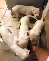 Dogo Cubano Puppies for sale in Albuquerque, NM, USA. price: NA