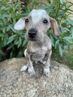 Dogo Cubano Puppies for sale in Phoenix, AZ, USA. price: NA
