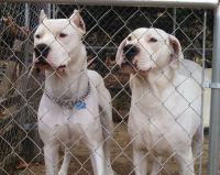 Dogo Cubano Puppies for sale in Roanoke, VA, USA. price: NA