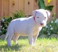Dogo Cubano Puppies for sale in Arden, DE 19810, USA. price: NA
