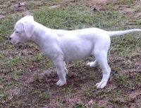 Dogo Cubano Puppies for sale in Los Angeles, CA, USA. price: NA