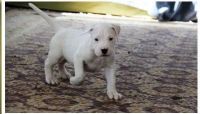 Dogo Cubano Puppies for sale in Columbus, MT 59019, USA. price: NA