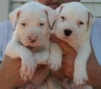 Dogo Cubano Puppies for sale in Los Angeles, CA, USA. price: NA