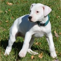 Dogo Cubano Puppies for sale in Mound, MN 55364, USA. price: NA