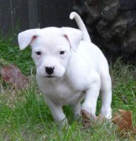 Dogo Cubano Puppies for sale in Tucson, AZ, USA. price: NA