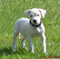 Dogo Cubano Puppies for sale in Bristol, ME, USA. price: NA