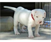Dogo Cubano Puppies for sale in California Rd, Mt Vernon, NY 10552, USA. price: NA