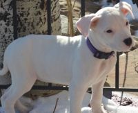 Dogo Cubano Puppies for sale in Austin, TX, USA. price: NA