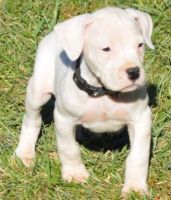 Dogo Cubano Puppies for sale in Dallas, TX 75204, USA. price: NA