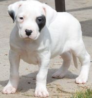 Dogo Cubano Puppies for sale in Tallahassee, FL, USA. price: NA