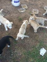 Dogo Cubano Puppies for sale in Joshua, TX, USA. price: NA