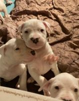 Dogo Cubano Puppies for sale in Philadelphia, PA, USA. price: NA