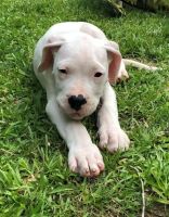 Dogo Cubano Puppies for sale in Abiquiu, NM 87510, USA. price: NA