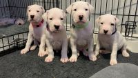 Dogo Cubano Puppies for sale in Miami, FL, USA. price: NA