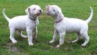 Dogo Cubano Puppies for sale in Denver, CO, USA. price: NA